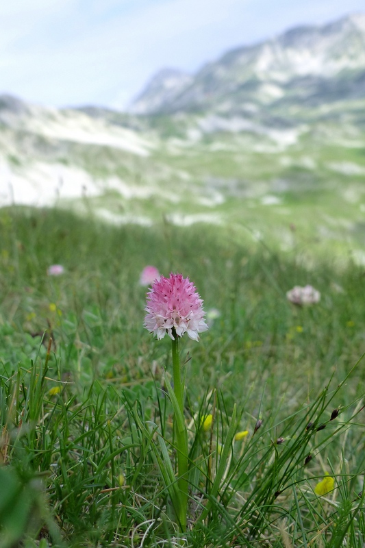 Nigritella widderi: probabile nuova stazione nellaquilano  29 giugno 2023.